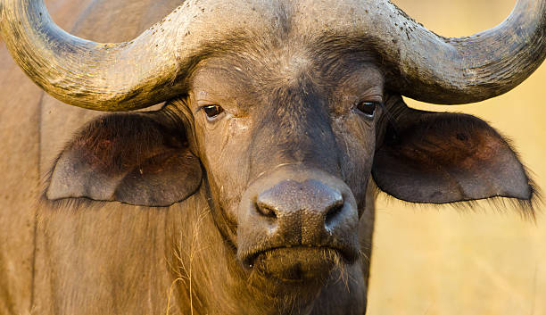 istock African Cape Buffalo - South Africa 173158033