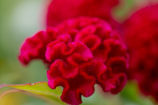 Extreme close up of Celosia flower's folds