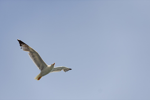 A large seagull flying in the coast of Spain.
