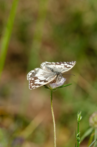 On-wing view of a Levantine marble white (Melanargia titea) butterfly of the family Nymphalidae.