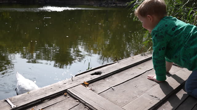 A little boy feeds a lonely big white swan on a pond from a small wooden bridge.