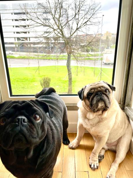 istock Pug couple, black and apricot 1731591689