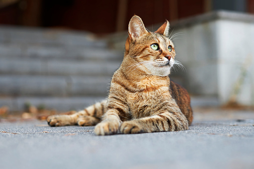 street cat photography