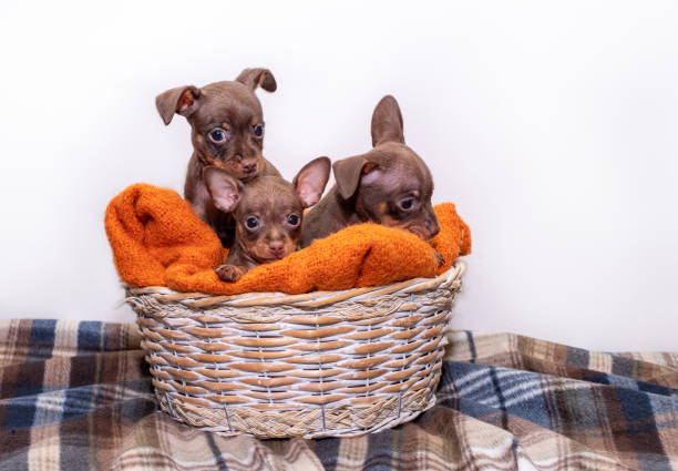 Small dog puppies, breed Prague Ratter, sit in a wicker.