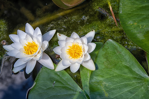 White water lily Nymphaea alba floating in a pond