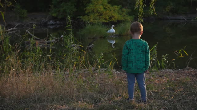 A little boy watches a large white swan on a pond and waves to it.