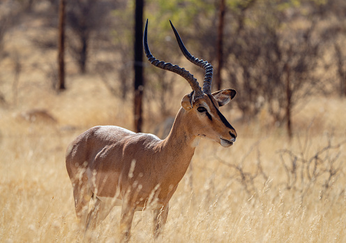 Impala antelope in Etosha National Park in Namibia, Africa