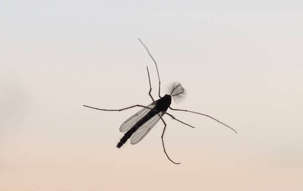 istock winter midge insect animal 1731604266