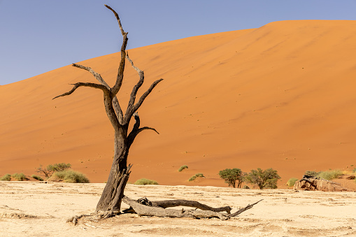 Lone tree struggling for survival in the South Australian outback