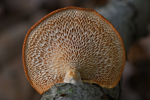 Bracket fungus (a mushroom) on beech tree, bottom view