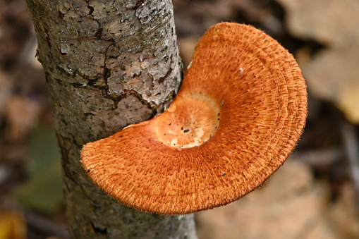 Bracket fungus (a mushroom) on beech tree, top view 2. Scientific name: Polyporus alveolaris. Common name: Hexagonal-pored polypore. Range: Found mainly in North America but also occurs in Asia, Australia and Europe. Here growing on a dead American beech sapling in the Connecticut woods, autumn.
