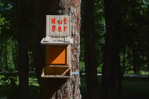 Photo of feeder for birds and squirrels. trees in the city park. background for the design. nut bar