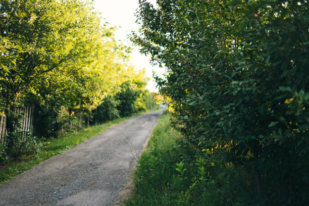 Dirt road in rural landscape. Glow from rising sun