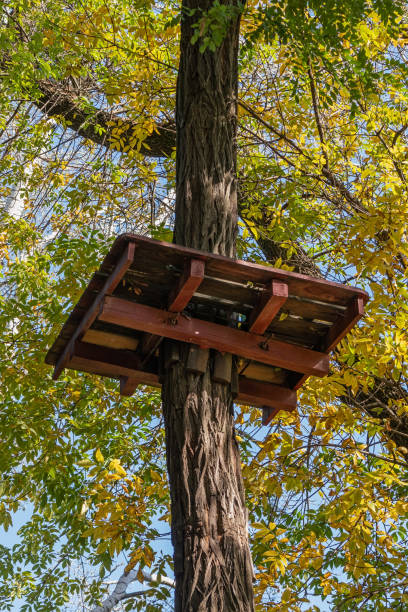istock Wooden platform on a tree trunk in a rope park, autumn sunny day 1731617793
