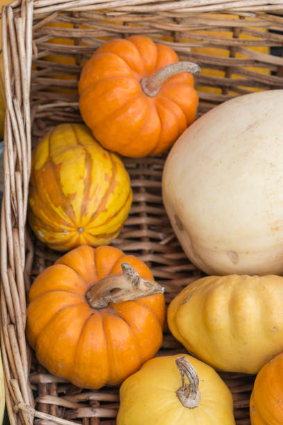 istock Group of small decorative pumpkins for Halloween 1731618933