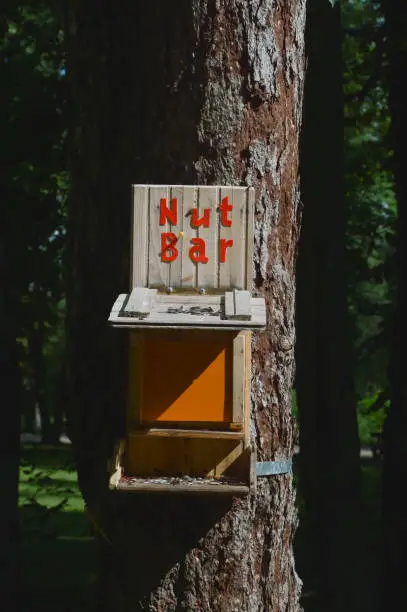 Photo of feeder for birds and squirrels. trees in the city park. background for the design. nut bar