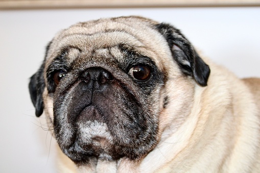 Head and shoulder studio shot of a curious, attentive pug panting with tongue out against white background