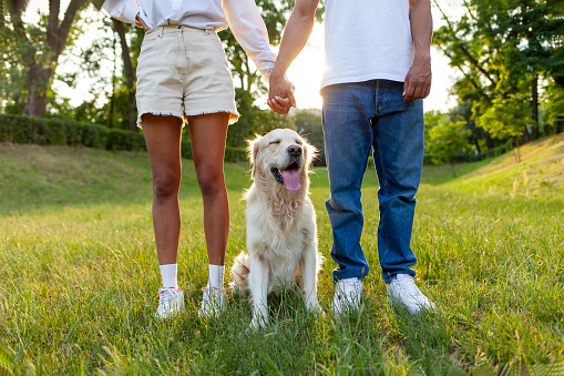 young african american couple stands together with dog and hold hands in the park at sunset, golden retriever sits near people in love on the grass, man and woman walk with pet