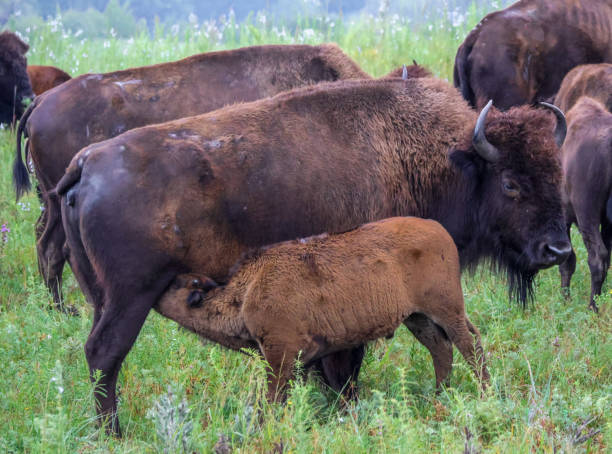 istock Mother bison nursing calf 1731636826