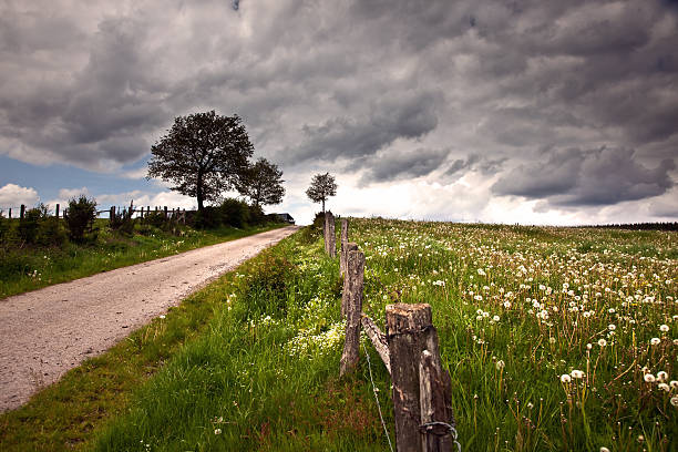 Field with Dandelions under Dark Sky (Ardennen, Belgium)