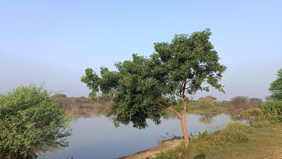 A small neem tree on the embankment of the pond