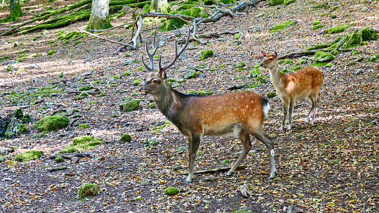 Deer family, side view