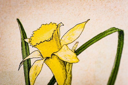 Antique botany illustration: Daffodil, Lent Lily, Narcissus pseudo-narcissus