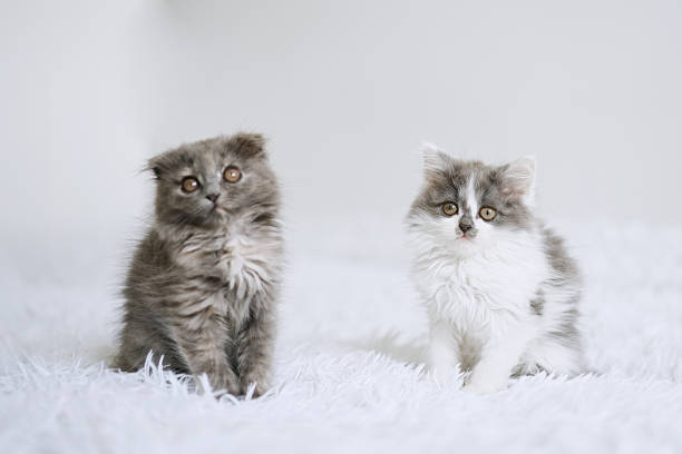 istock Two little kittens on a white blanket 1731650217