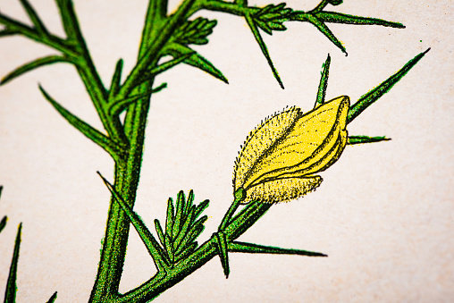 Antique botany illustration: Furze, Gorse, Ulex Europaeus