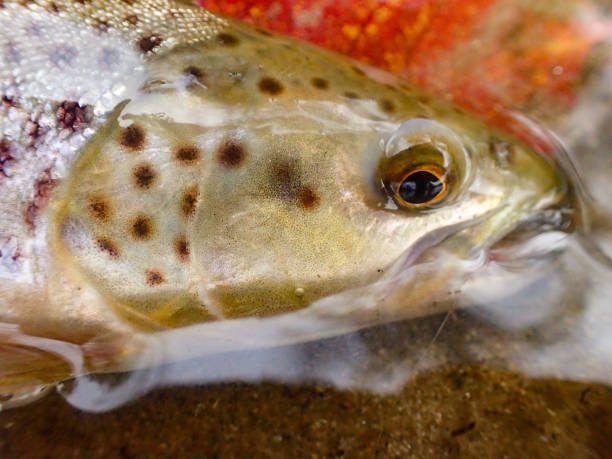 istock Wild brown trout caught and released on the Boise River 1731652459