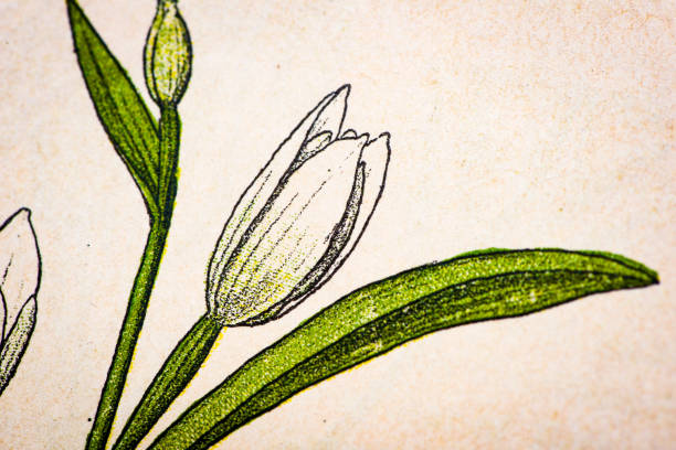 ilustraciones, imágenes clip art, dibujos animados e iconos de stock de ilustración botánica antigua: helleborina blanca, cephalanthera pallens - long leaved helleborine