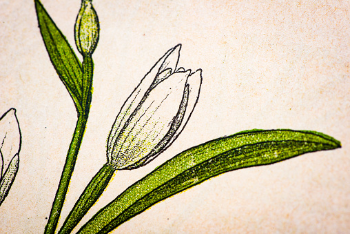 Antique botany illustration: White Helleborine, Cephalanthera pallens