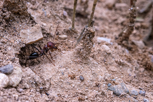 A macro photograph of an ant in its natural habitat. It is emerging from the entrance of its nest.