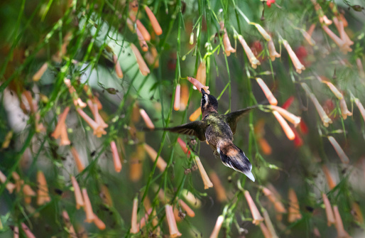 Tropical Little Hermit hummingbird, Phaethornis longuemareus, flying in the shadows of lush vegetation feeding on nectar from flowers