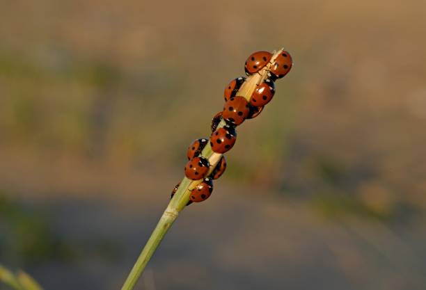 7 Spot Ladybird (Coccinella 7-punctata) concentration of swarming ladybirds on marram grass on beach\n\nEccles-on-Sea, Norfolk, UK.            July
