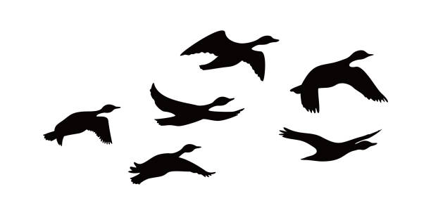 Canada goose silhouette design Canada goose silhouette design. wild duck flying in group. mallard duck stock illustrations