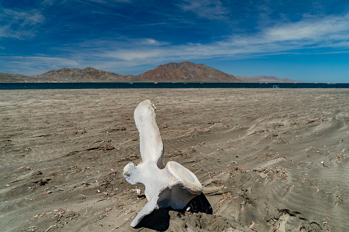 Grey whale bone Whalebones on the bay of San Ignacio Lagoon, Baja California, Mexico