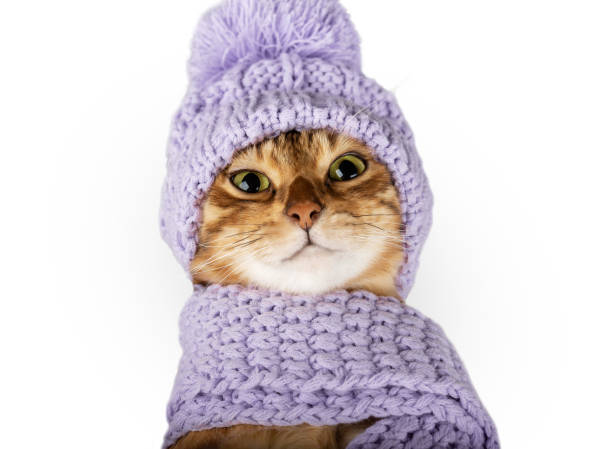istock Cute Bengal cat in a scarf and hat close-up 1731676444