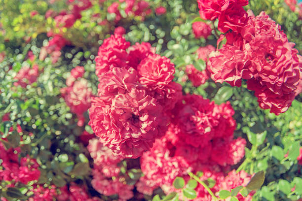 Selective focus of pink garden roses on a blurry background with highlights and bokeh.