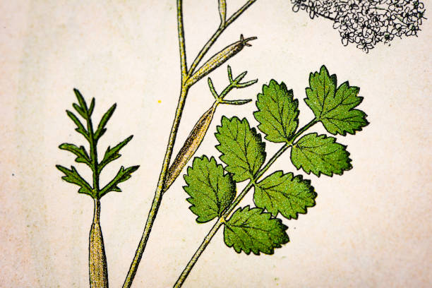 Antique botany illustration: Burnet Saxifrage, Pimpinella saxifraga Antique botany illustration: Burnet Saxifrage, Pimpinella saxifraga pimpinella saxifraga stock illustrations