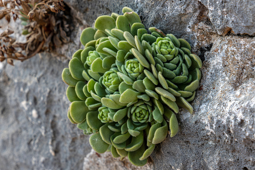 Succulent plant Aeonium in its natural environment.