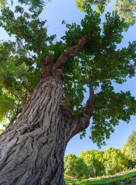 istock The great tree reaches for blue sky. 1731682098