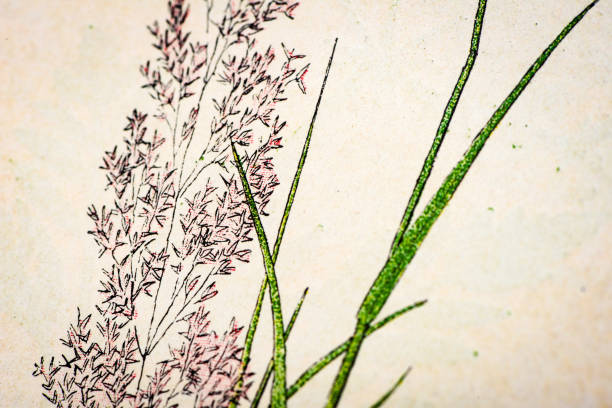 Antique botany illustration: Bent Grass, Agrostis vulgaris Antique botany illustration: Bent Grass, Agrostis vulgaris agrostis stock illustrations
