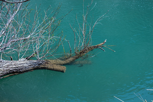 Tree fell into the river. Stump in green stream. Dead fallen tree lies on the bank of the river.