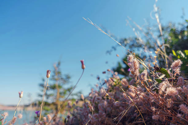Wild heather growing under blue skies. Spring Meadow. Wild plants growing under the blue sky.