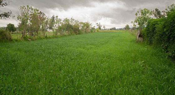 Panoramic view of a field planted with green oat plants surrounded by trees on a cloudy day