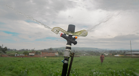 Close-up of an irrigation sprinkler running in the center of a corn field with houses and trees on a cloudy day