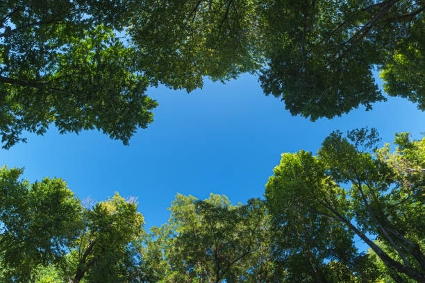 istock Looking up Green forest. Blue sky 1731688983