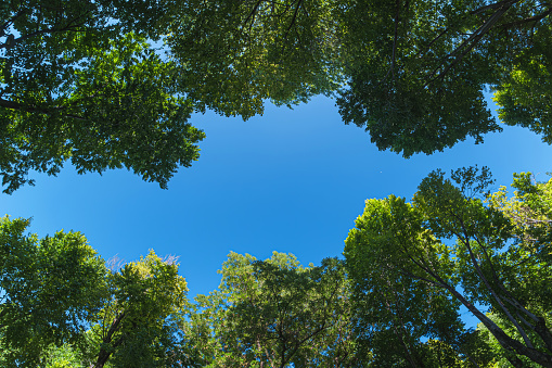 Looking up Green forest. Trees with green Leaves, blue sky. View from the bottom up.