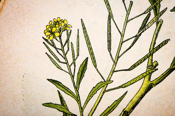Antique botany illustration: Treacle Mustard, Erysimum cheiranthoides Antique botany illustration: Treacle Mustard, Erysimum cheiranthoides erysimum stock illustrations